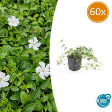 Buitenplant 60x Vinca minor 'Gertrude Jekyll' - Pot Ø 9cm Hoogte ↕ 10-25cm