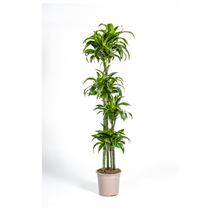 XL kamerplant - Dracaena Deremensis 'Dorado' - Luchtzuiverend - Pot Ø 27cm Hoogte ↕ 170-190cm