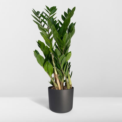Kamerplant - Zamioculcas Zamiifolia - Pot Ø 17cm Hoogte ↕ 70cm