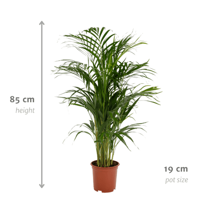 Kamerplant - Dypsis Lutescens (Areca Palm) - Hoogte ↕ 12-230cm