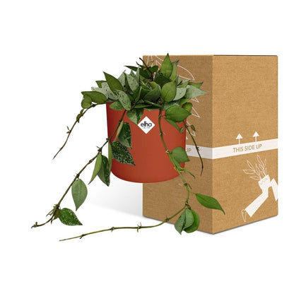 Kamerplant - Hoya Krohniana Eskimo - Inclusief sierpot - Pot Ø 14cm