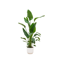 XL Kamerplant - Strelitzia Nicolai - Inclusief Pot Ø 30cm Hoogte ↕ 160cm