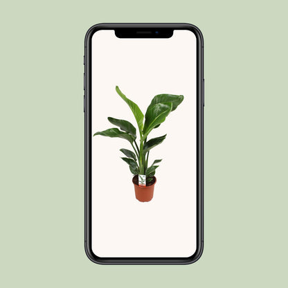 Kamerplant - Strelitzia Nicolai - Pot Ø 17cm Hoogte ↕ 70cm