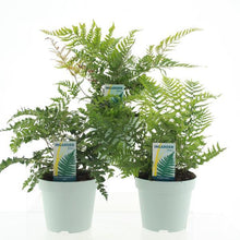 Buitenplant 3x Buitenvarens Mix - Pot Ø 17cm Hoogte ↕ 35cm