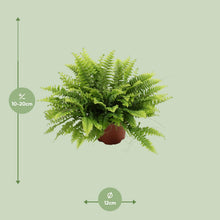 Kamerplant - Nephrolepis Boston Green Moment - Pot Ø 12cm Hoogte ↕ 20cm
