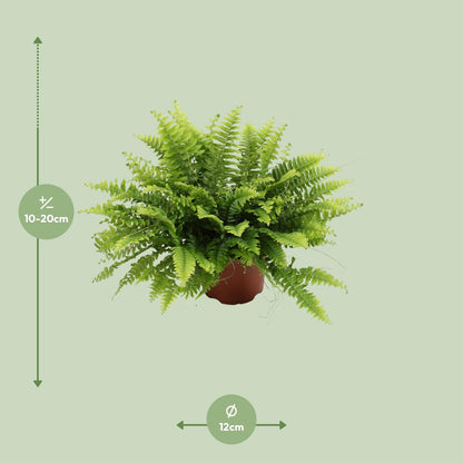 Kamerplant - Nephrolepis Boston Green Moment - Pot Ø 12cm Hoogte ↕ 20cm