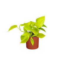 Kamerplant - Epipremnum Pinnatum 'Golden Pothos' - Inclusief sierpot - Pot Ø 14cm