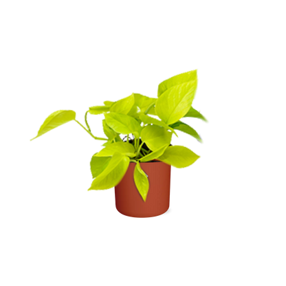 Kamerplant - Epipremnum Pinnatum 'Golden Pothos' - Inclusief sierpot - Pot Ø 14cm