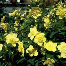 Buitenplant 6x Hypericum 'Hidcote' - Bloeiend - Pot Ø 9cm Hoogte ↕ 10-25cm