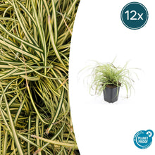 Buitenplant 12x Carex oshimensis 'Evergold' - Pot Ø 9cm Hoogte ↕ 10-25cm