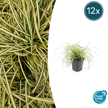 Buitenplant 12x Carex oshimensis 'Evergold' - Pot Ø 9cm Hoogte ↕ 10-25cm