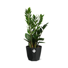 Kamerplant - Zamioculcas - Pot Ø 14cm Hoogte ↕ 45-50cm