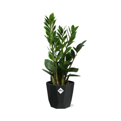 Kamerplant - Zamioculcas - Pot Ø 14cm Hoogte ↕ 45-50cm