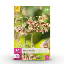 Buitenplant 30x Allium Siculum - Bloeiend - Bolmaat 8/10