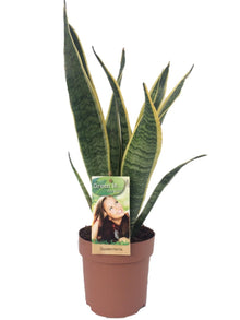 Kamerplant - Sansevieria Laurentii - Luchtzuiverend - Pot Ø 14cm Hoogte ↕ 50cm