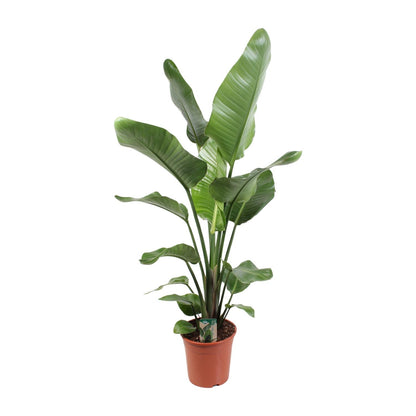 Kamerplant - Strelitzia Nicolai - Hoogte ↕ 35-250cm