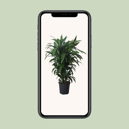 XL plant Dracaena Fragrans Janet Craig - Luchtzuiverend - Pot Ø 27cm Hoogte ↕ 120cm