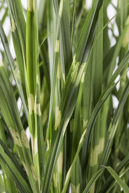 Buitenplant - Miscanthus sinensis Strictus - Pot Ø 19cm Hoogte ↕ 50cm