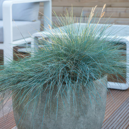 Buitenplant 60x Festuca glauca 'Elijah Bleu' - Pot Ø 9cm Hoogte ↕ 10-25cm
