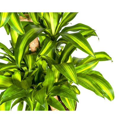 XL kamerplant - Dracaena Fragrans Massangeana Carrousel - Pot Ø 30cm Hoogte ↕ 130-150cm