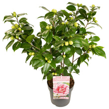 Buitenplant - Camellia japonica Bonomiana - Bloeiend - Pot Ø 19cm Hoogte ↕ 65cm