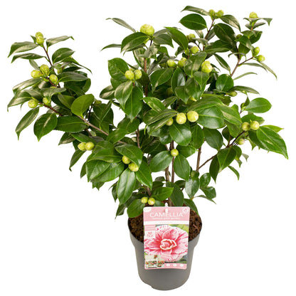 Buitenplant - Camellia japonica Bonomiana - Bloeiend - Pot Ø 19cm Hoogte ↕ 65cm