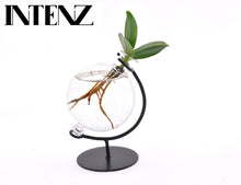 Kamerplant - Clusia in Victoria glas - Pot Ø 5cm Hoogte ↕ 10cm