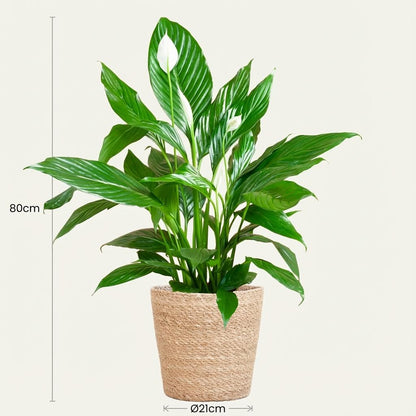Kamerplant - Spathiphyllum incl. mand zeegras naturel - Pot Ø 21cm Hoogte ↕ 80cm