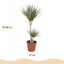 Kamerplant - Dracaena Marginata Bicolor - Pot Ø 21cm Hoogte ↕ 90-100cm