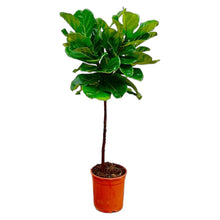 XL Kamerplant - Ficus Lyrata op stam - Pot Ø 24cm Hoogte ↕ 130cm