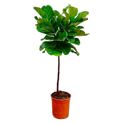 XL Kamerplant - Ficus Lyrata op stam - Pot Ø 24cm Hoogte ↕ 130cm
