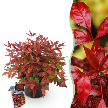Buitenplant - Nandina Blush Pink - Groenblijvend - Pot Ø 17cm Hoogte ↕ 40cm
