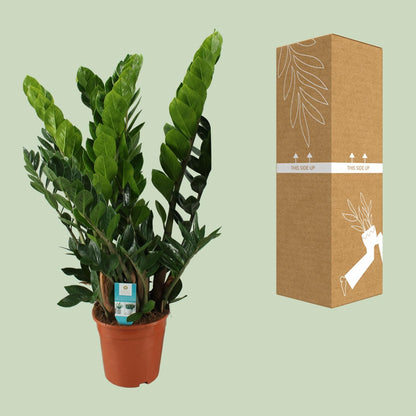Kamerplant - Zamioculcas Zamiifolia - Pot Ø 21cm Hoogte ↕ 80cm