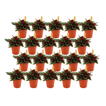 Kamerplant 20x Peperomia Rosso - Pot Ø 5,5cm Hoogte ↕ 10cm