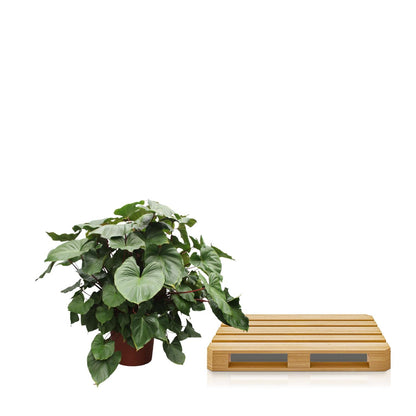 XL Kamerplant - Homalomena Rubescens 'Maggy' - Pot Ø 60cm Hoogte ↕ 170cm