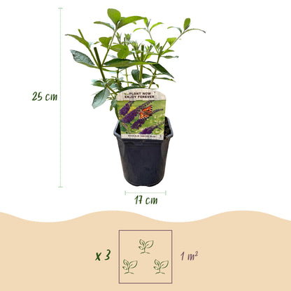 Buitenplant - Buddleja davidii 'Empire Blue' - Winterhard - Pot Ø 17cm Hoogte ↕ 45cm
