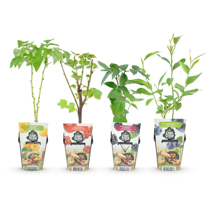 Buitenplant 4x Fruitplanten Rainbow - Rode Bes, Framboos, Braam, Blauwe Bes - Pot Ø 9cm