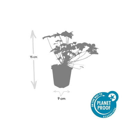 Buitenplant 12x Geranium macrorrhizum 'Czakor' - Bloeiend - Pot Ø 9cm Hoogte ↕ 10-25cm