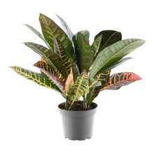 Kamerplant - Codiaeum variegatum 'Petra' - Pot Ø 12cm Hoogte ↕ 30cm