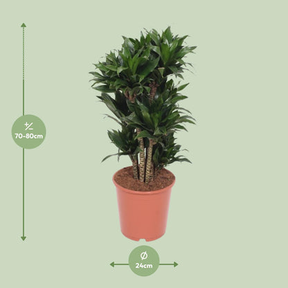 Kamerplant - Dracaena Compacta - Pot Ø 24cm Hoogte ↕ 80cm