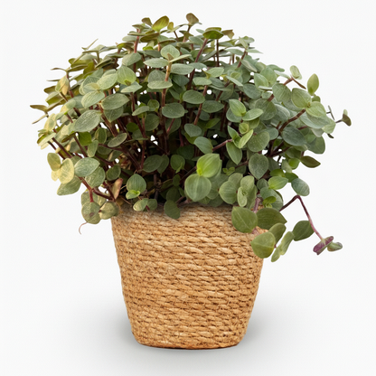 Kamerplant - Callisia repens - Kattengras - Pot Ø 12cm Hoogte ↕ 17-20cm
