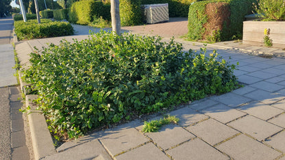 Buitenplant 60x Euonymus fortunei 'Coloratus' - Pot Ø 9cm Hoogte ↕ 10-25cm