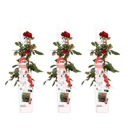 Buitenplant 3x Rosa Crazy in Love 'Red' - Bloeiend - Pot Ø 15cm Hoogte ↕ 65cm