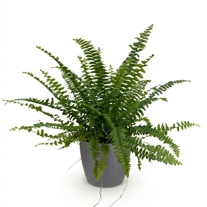 Kamerplant - Nephrolepsis exaltata 'Green Lady' - Varen - Pot Ø 12cm Hoogte ↕ 25cm