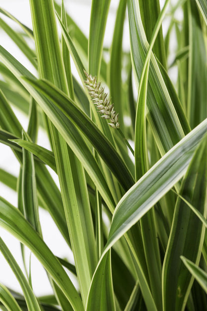 Buitenplant 3x Carex morrowii 'Ice Dance' - Pot Ø 14cm Hoogte ↕ 30cm