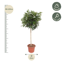 Kamerplant - Schefflera Arboricola Compacta Boom - Pot Ø 45cm Hoogte ↕ 190cm