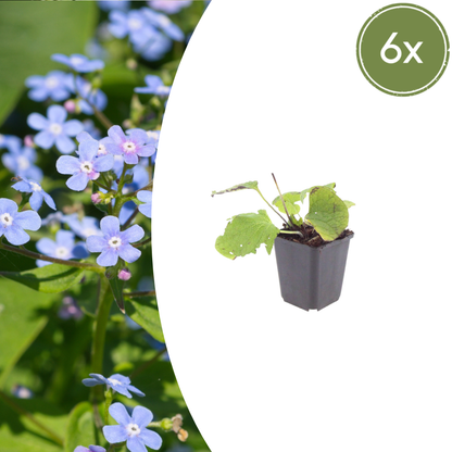 Buitenplant 6x Brunnera macrophylla - Bloeiend - Pot Ø 9cm Hoogte ↕ 10-25cm
