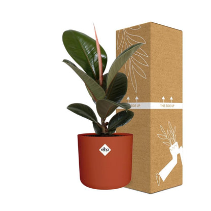 Kamerplant - Ficus Elastica 'Robusta' - Luchtzuiverend - Pot Ø 14cm