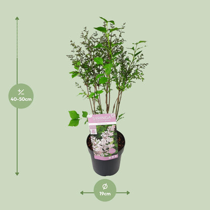 Buitenplant - Syringa patula 'Violet Uprising' - Bloeiend - Pot Ø 19cm Hoogte ↕ 35cm