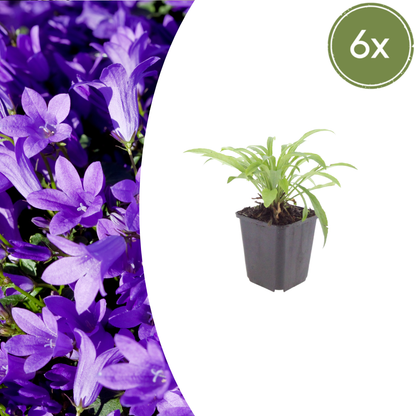 Buitenplant 6x Campanula pers. 'Coerulea' - Bloeiend - Pot Ø 9cm Hoogte ↕ 10-25cm